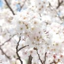 스프링(SPRING)