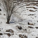 대관령사슴목장 이미지