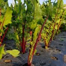 이루농장 이미지