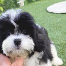 코리아 퍼피 이미지