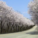 벚꽃 - 남동구 구월로 362 | 벚꽃