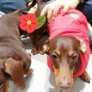 양평특수견 이미지