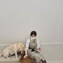 플러스애견미용실 이미지