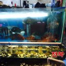 석이수산 네이버블로그