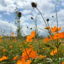 대가야 생선구이 정식 이미지