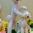 개르띠에 이미지