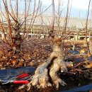 한솔농원 이미지