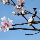 울릉벚꽃 이미지