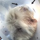 배선생펫스토리동물병원 이미지