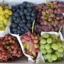 영광포도원 이미지