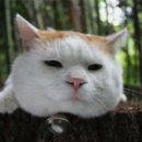 잠꾸러기 이미지