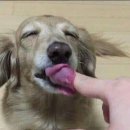 솜사탕