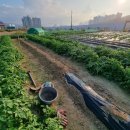 광성농장-2 이미지