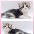 광주고양이분양 제나캣 광주점 이미지