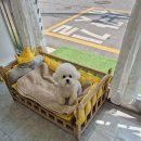 사랑해똥깡아지 이미지