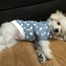 더블유닷