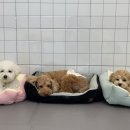 퍼피파파 이미지