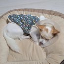 괴발개발 | [임신 일기] 31주: 임신 후기 입덧, 산후조리원 예약, 몸이 무겁구나.