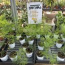 장미로 61 | 고양 대형 화원 화훼단지 헬로우가든마켓 초보식집사 방문 후기