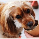 펫아미 강아지분양 고양이분양 동탄점 이미지