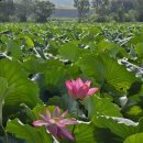 산포홍련마을 이미지