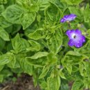 로벨리아 이미지