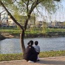 오산천 | 동탄 오산 벚꽃 2026.4월 첫째주 주말 아기랑 오산천 후기 / 주차정보