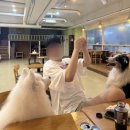 우프테이블 | 고양시 화정역 강아지카페 우프우프 대형견&amp;소형견이 있는 놀이터