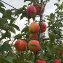 둥이네 농장 이미지