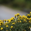 옹달샘꽃누름마을 이미지