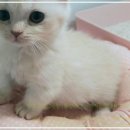 동양애견 강아지분양 고양이분양 이미지