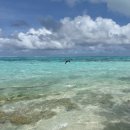 새들의천국 | [사이판여행] 사이판 마나가하섬 꿀팁, 그리고 새들의 천국