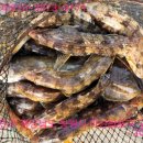 순찬낚시터 이미지