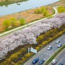 개나리길 이미지