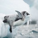펭귄 이미지
