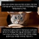 3Cat 이미지