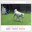 172 | 남양주 애견카페 추천 🐶 대형견 가능하고 운동장 넓은 니멍내멍 솔직후기