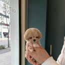 이정훈 강아지 하남본점 이미지