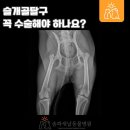 송파새날동물병원 | 강아지 슬개골 탈구 꼭 수술해야 하나요?(방이동 송파새날동물병원)