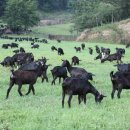 도암흑염소 이미지