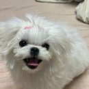 대구강아지분양원펫 | 대구강아지분양후기예쁜말티즈예삐소식이왔어요~♡