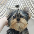 루시드 리엔 이미지