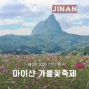 진안군농업기술센터 | 2025 진안고원 마이산 가을꽃축제 후기 코스모스 개화현황 정보