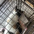 유석동물병원 | 길고양이 TNR 수술 완료 및 후기 (고보협 지원 및 유석동물병원: 여아 2마리)
