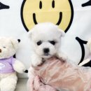 베베독 강아지분양 대구본점 이미지