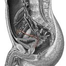 ductus deferens(정관) 이미지