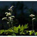 녹색농장 이미지