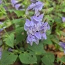 영산기맥 1구간 입암산의 꽃들250503 이미지