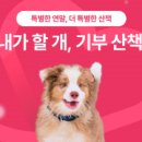 내가할개 이미지