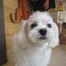 동물병원루니 이미지